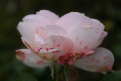 Close-up of pink rose flower