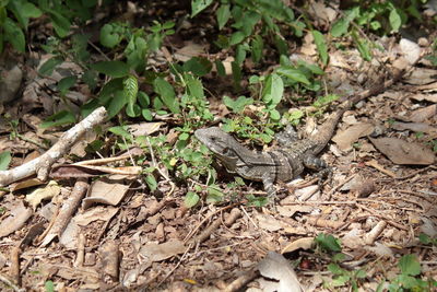 High angle view of lizard on field