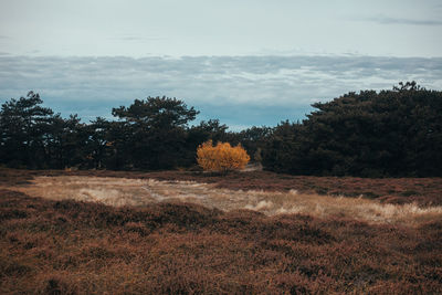 Trees on field against sky