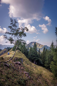 Trees in forest against sky