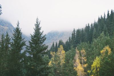 Pine trees in forest against sky