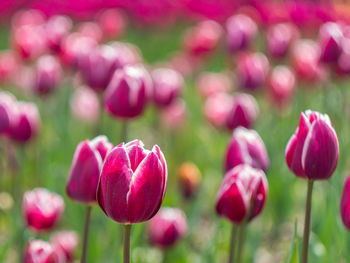 Close-up of pink tulips blooming outdoors
