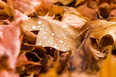 Close-up of wet maple leaves