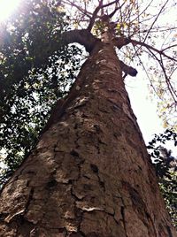 Low angle view of tree against sky