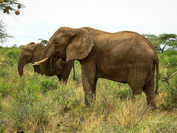 Elephant on field against clear sky