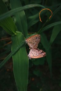 Close-up of butterfly perching on leaf