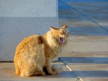 Cat sitting outdoors