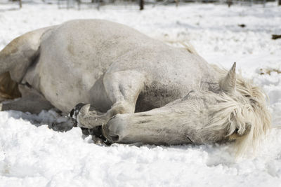 Close-up of animal lying on snow