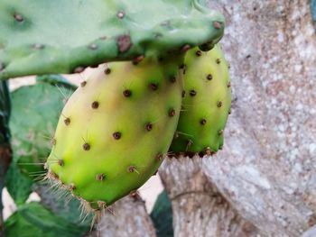 Close-up of prickly pear cactus