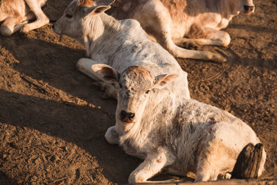 Sheep standing in a field