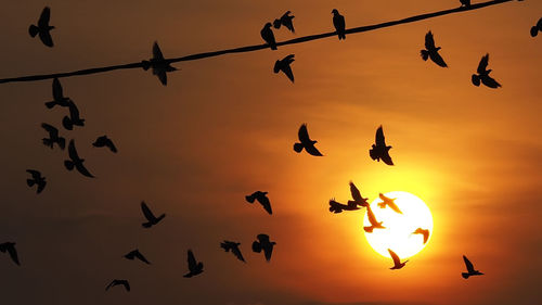 Low angle view of silhouette birds flying against sky during sunset