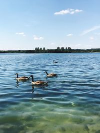 Ducks swimming in a lake