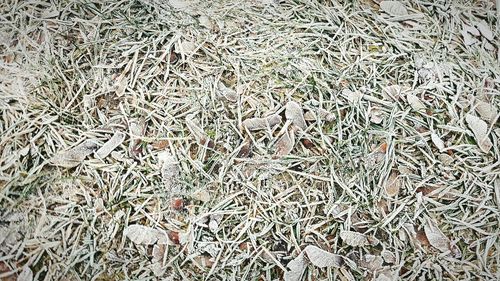 Full frame shot of grass