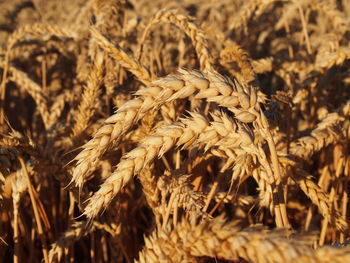 Close-up of wheat growing on field