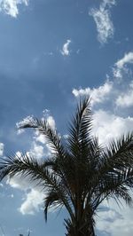 Low angle view of palm trees against sky