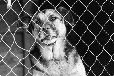 Portrait of dog seen through chainlink fence