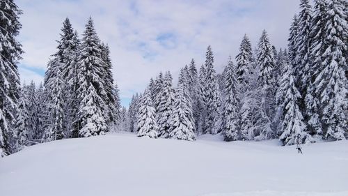 Snow covered trees against sky