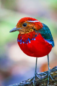 Close-up of bird perching on branch