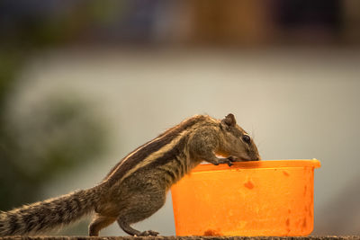 Close-up of squirrel