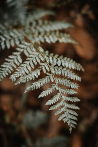 Close-up of pine tree during autumn