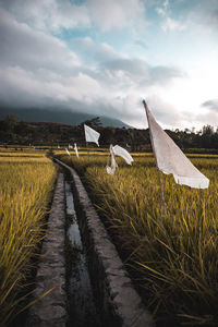 Scenic view of agricultural field against sky