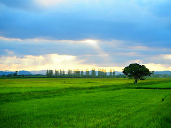 Scenic view of field against sky