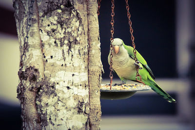 Close-up of bird perching on tree trunk