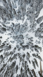 Low angle view of trees in forest during winter