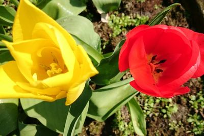 Close-up of red rose blooming outdoors