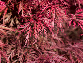 Close-up of red maple leaves