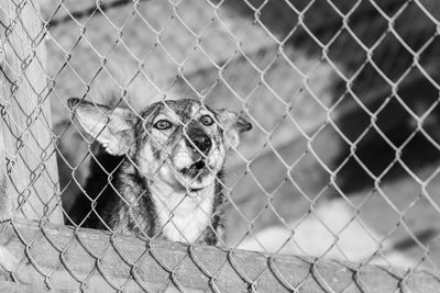 Portrait of giraffe in cage