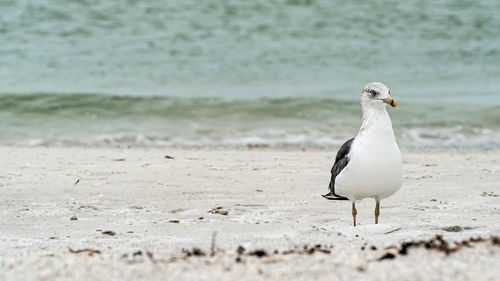 Seagull perching on a beach