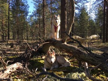 Cat sitting on tree trunk in forest