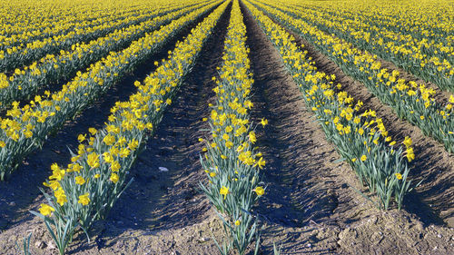 Close-up of skagit valley  yellow daffodil field