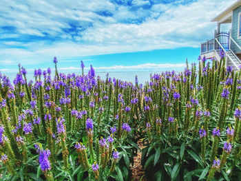 Close-up of purple flowering plants on field against sky