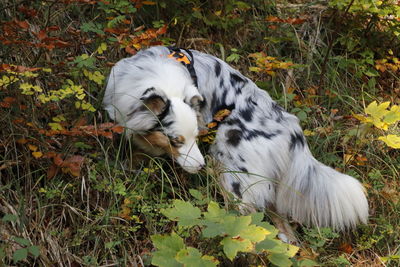 High angle view of dog on field