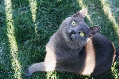 Close-up of cat sitting on field