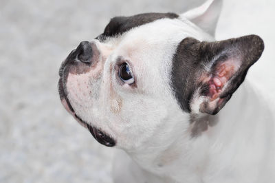 Close-up of a dog looking away