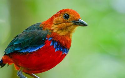 A beautiful blue-banded pitta of sabah, borneo. - image
