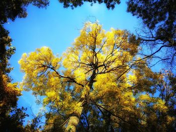 Low angle view of yellow tree against sky