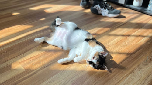 Close-up of cat sitting on hardwood floor