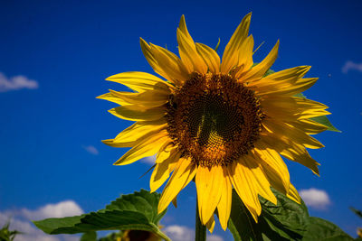 Low angle view of sunflower blooming against blue sky