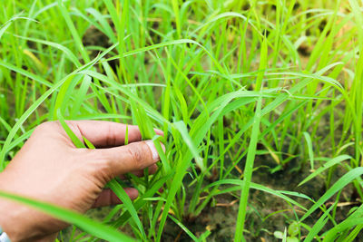 Close-up of hand holding grass