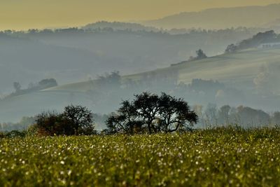 Scenic view of field against sky during sunset