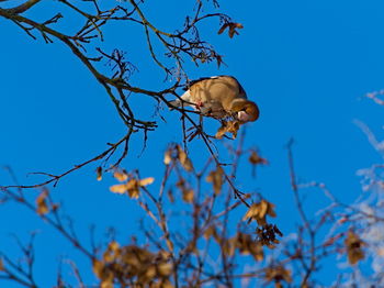 Low angle view of bird on tree against sky
