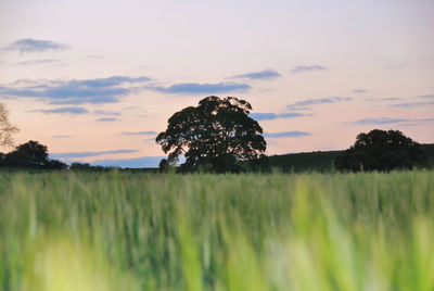 Plants growing on field against sky during sunset