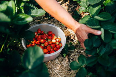 Midsection of woman holding fruits