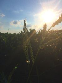 Close-up of flower against sky at sunset