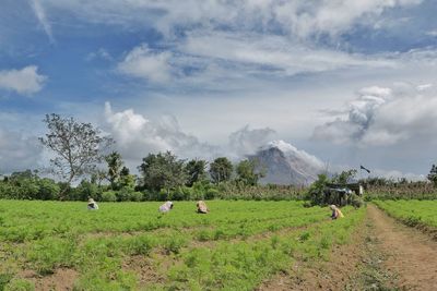 Scenic view of field against sky