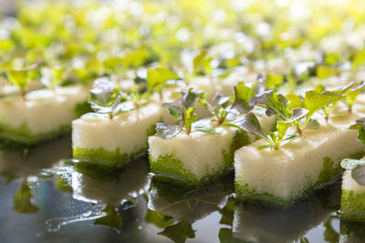 Close-up of vegetables on plant